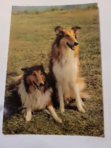 2 Collies Postkarte: