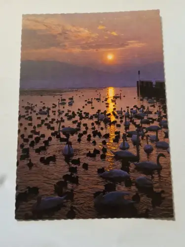 Abendstimmung am Wörthersee Postkarte: