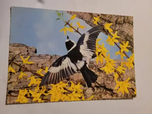 Halsband-Fliegenschnäpper Postkarte: