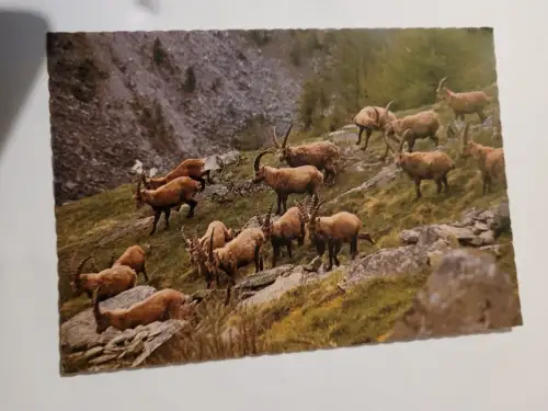 Wisente im Gehege Postkarte: