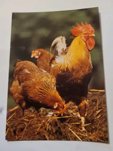 Haushühner Postkarte: