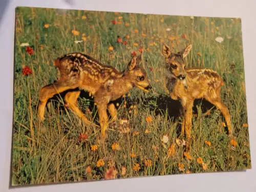 2 Rehkitze Postkarte: