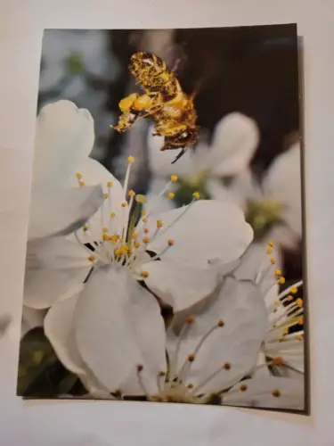 Honigbiene Postkarte: