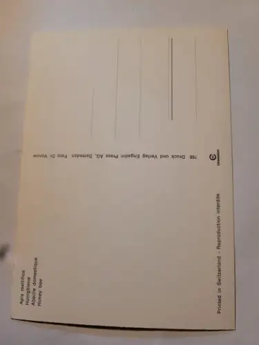 Honigbiene Postkarte: