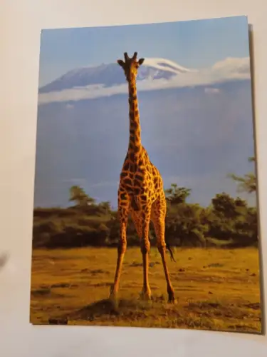 Giraffe Postkarte: