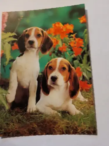 Beagle Welpen Postkarte: