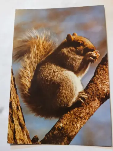 Eichhörnchen Postkarte: