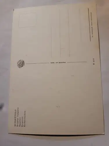 Eichhörnchen Postkarte: