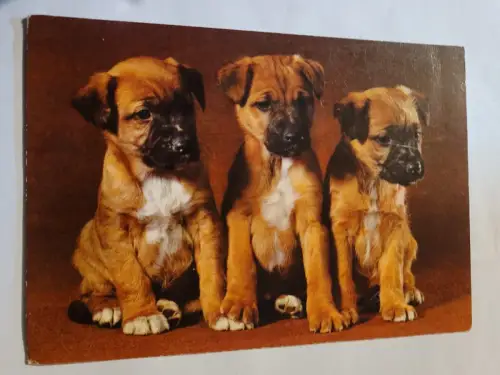 3 Hunde Postkarte: