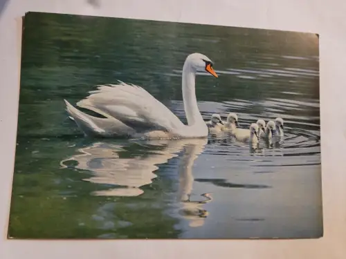 Höckerschwäne Postkarte:
