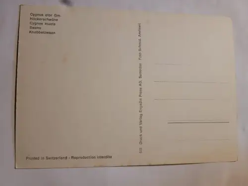 Höckerschwäne Postkarte: