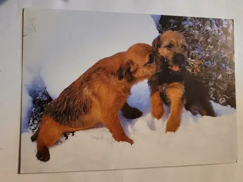 Border Terrier Welpen Postkarte: