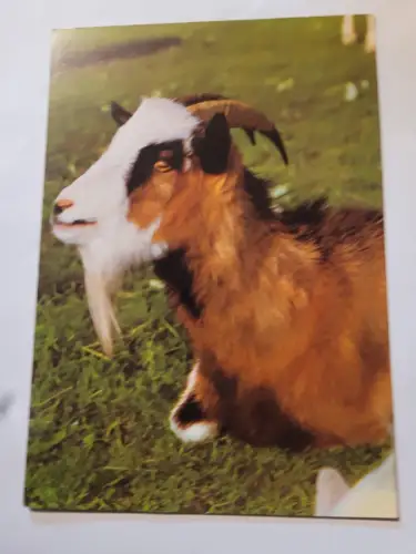 Ziege Postkarte: