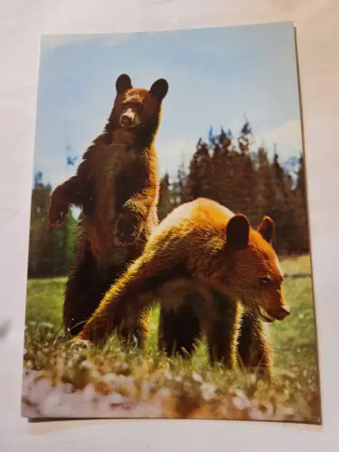 2 Bären Postkarte: