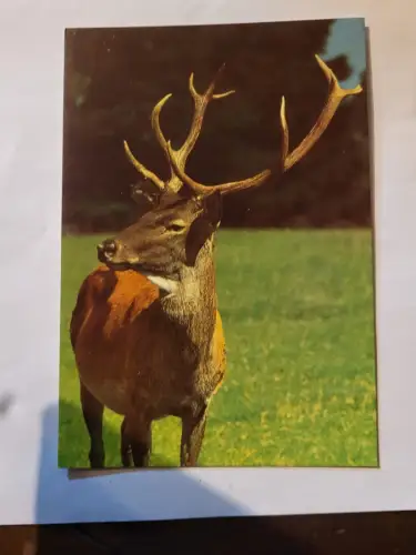 Edelhirsch Postkarte: