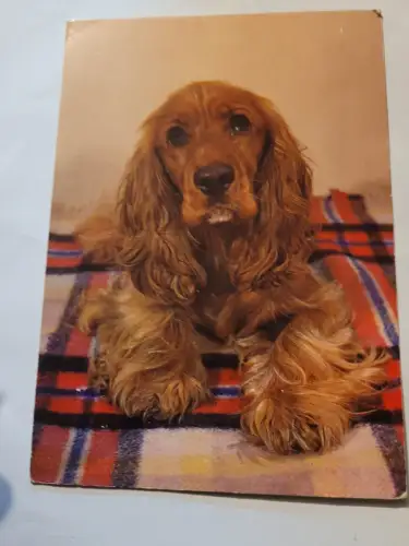 Hund auf Decke Postkarte: