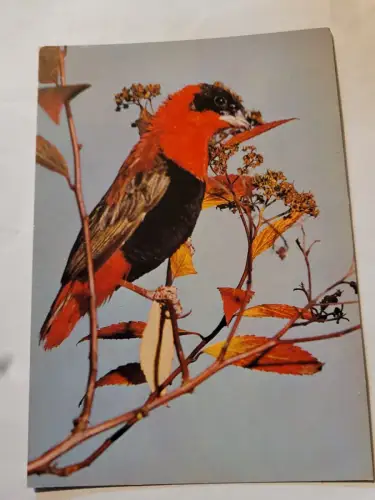 Vogel Postkarte: