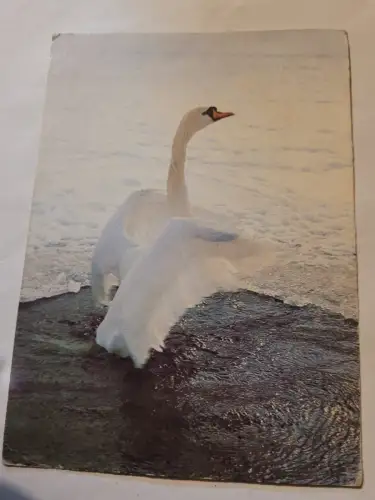 Schwan Postkarte: