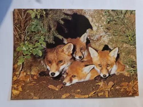 Fuchs Familie Postkarte: