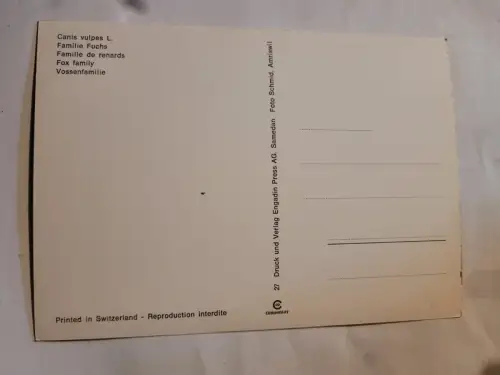 Fuchs Familie Postkarte: