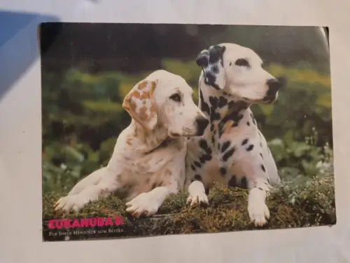 Dalmatiner Postkarte: