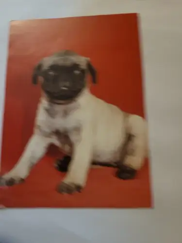 Mops Postkarte: