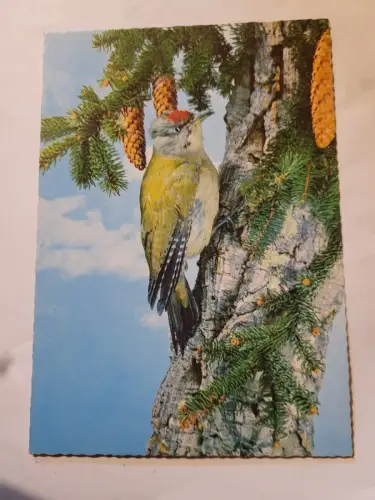 Grünspecht Postkarte: