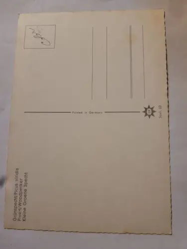 Grünspecht Postkarte: