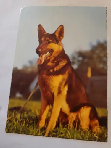 Schäferhund Postkarte: 13213