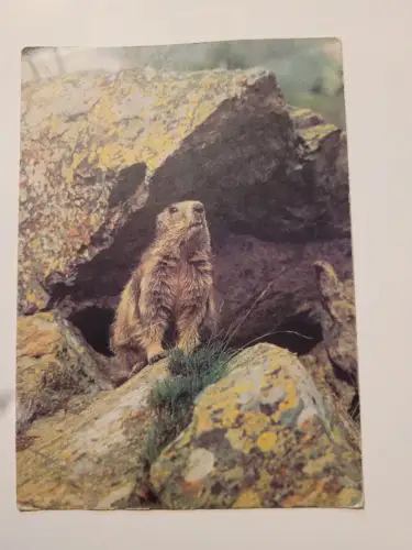 Murmeltier Postkarte:
