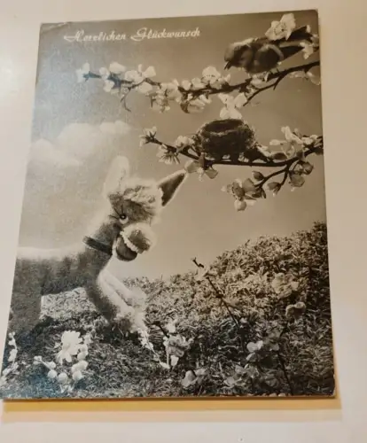 Mufty - Herzlichen Glückwunsch Postkarte: