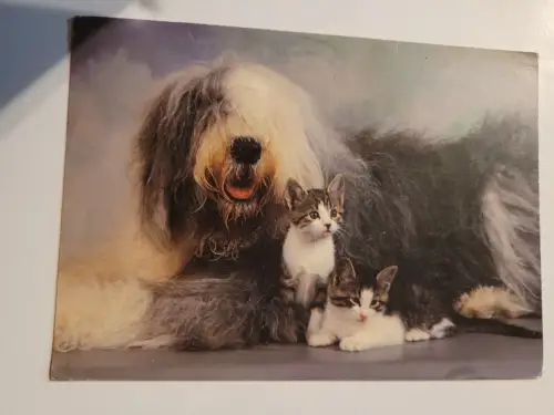 Hund und Katz Postkarte: