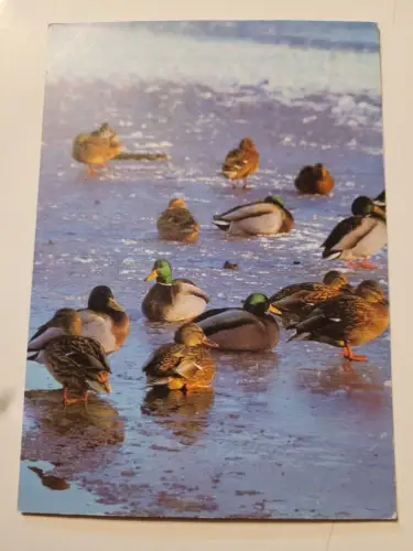 Enten im Wasser Postkarte: