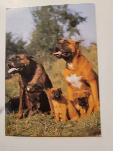 Boxer mit Welpen Postkarte: