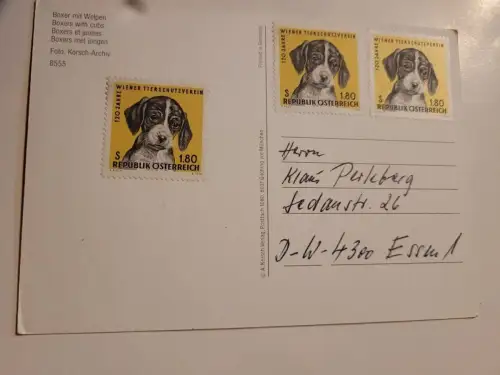 Boxer mit Welpen Postkarte: