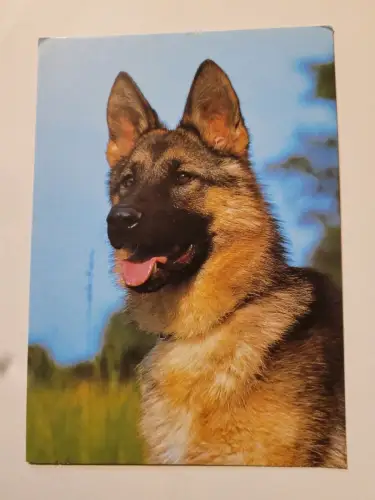 Schäferhund Postkarte:
