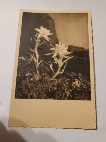 Enzian Postkarte: