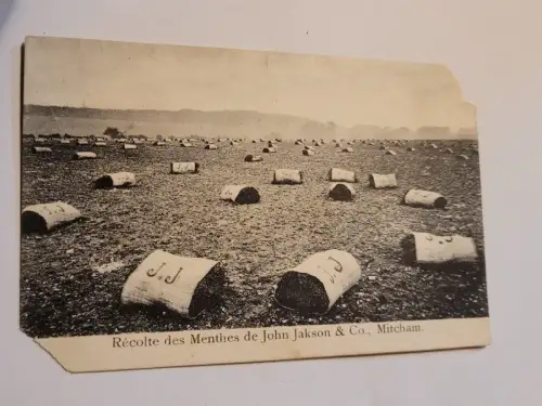 Recolt des Menthes de John Jakson & Co - Mitcham Postkarte: