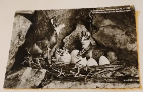 Gemsennest Postkarte: