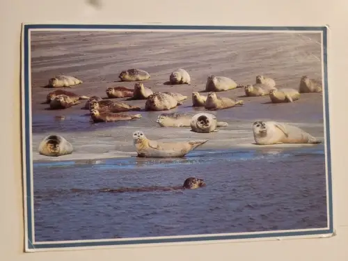 Seehunde Postkarte: