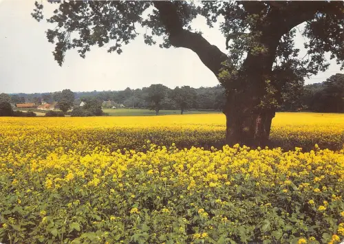 B86825 senffield in flower uk
