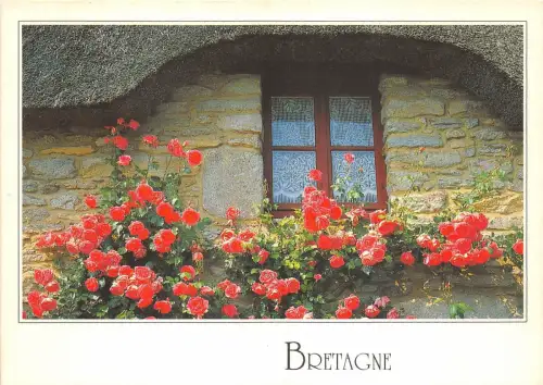 B50571 Fleurs Blumen Bretagne Frankreich