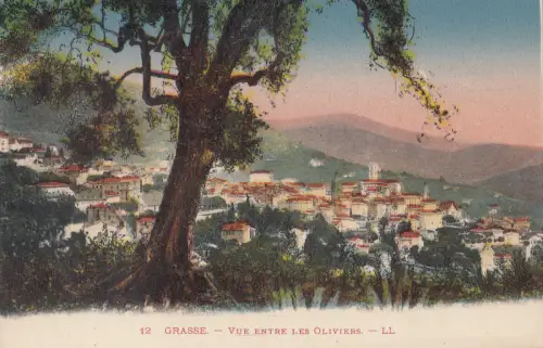 B80481 grasse vue entre les oliviers france front/back image
