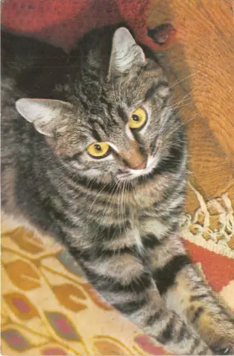 B15933 Chat Cat de Race Erupenne