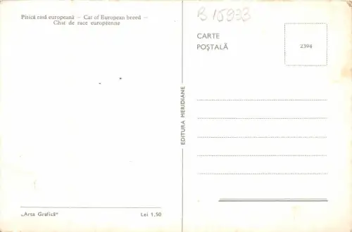 B15933 Chat Cat de Race Erupenne