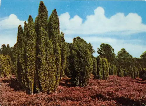 B34685 Lüneburger Heide Alte Wacholder Germany