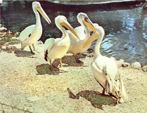 B16016 Tiere Vögel Oiseaux Pelicani