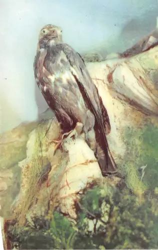 B19091 Adler Rumänien Tieranimaux