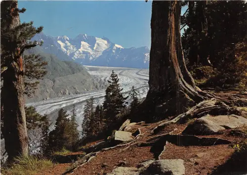 B69292 Naturschutzgebiet Wallis Alteschwald Schweiz