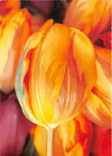 B52021 Fleurs Blumen Tulpen